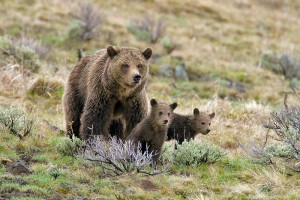 Private Yellowstone National Park Photo Tours