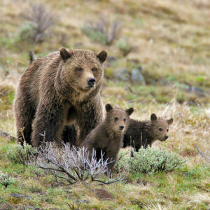 Private Yellowstone National Park Photo Tours