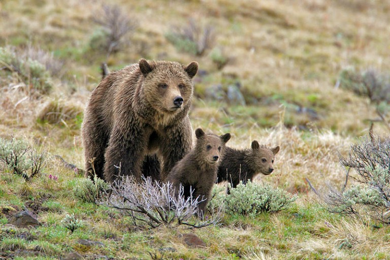 Private Yellowstone National Park Photo Tours