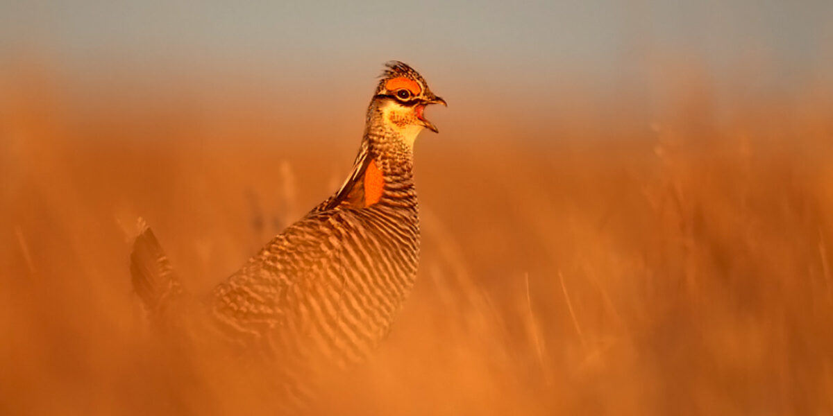 Greater Prairie Chickens “Spring Dance”