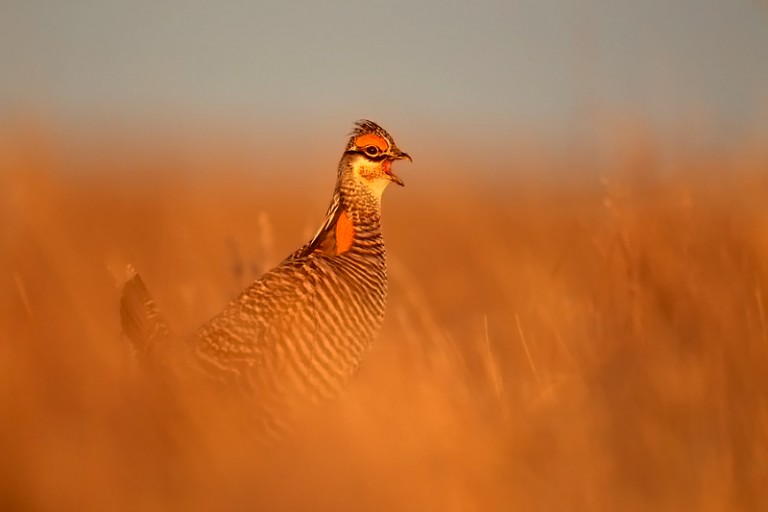 Greater Prairie Chickens “Spring Dance”