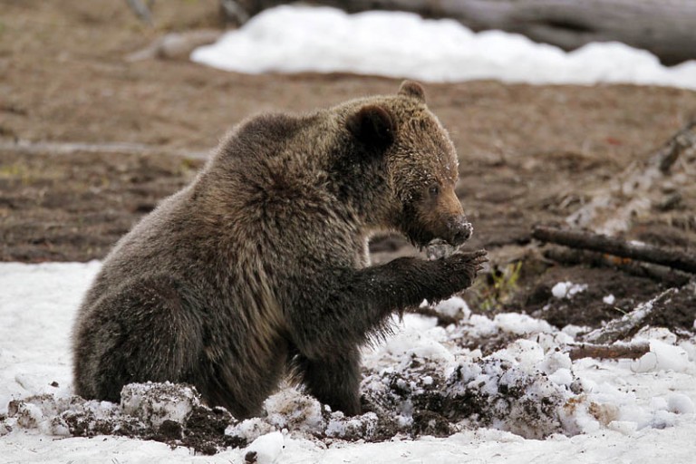 Quick trip to Yellowstone