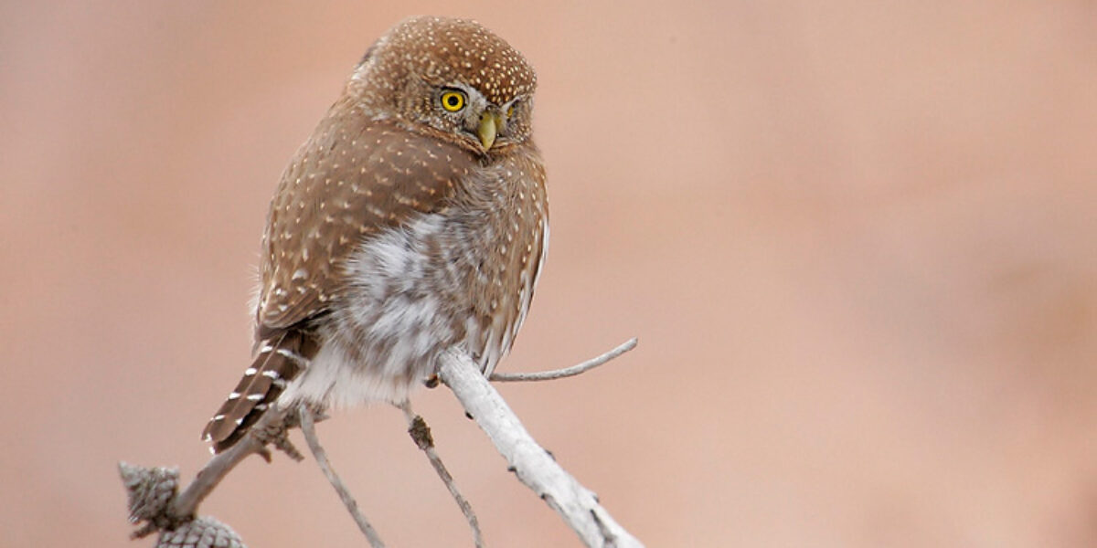 Northern Pygmy Owl Hunt
