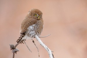 Northern Pygmy Owl Hunt
