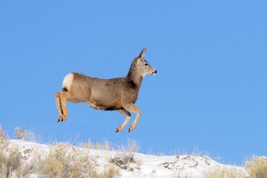 Up Up and Away!