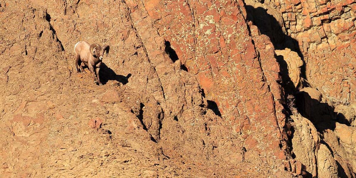 Battling Bighorns (part 2)