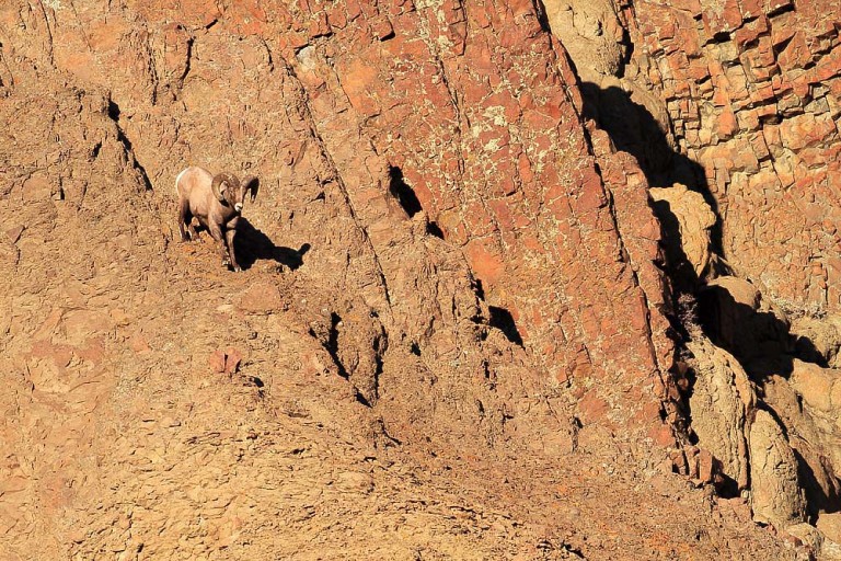Battling Bighorns (part 2)