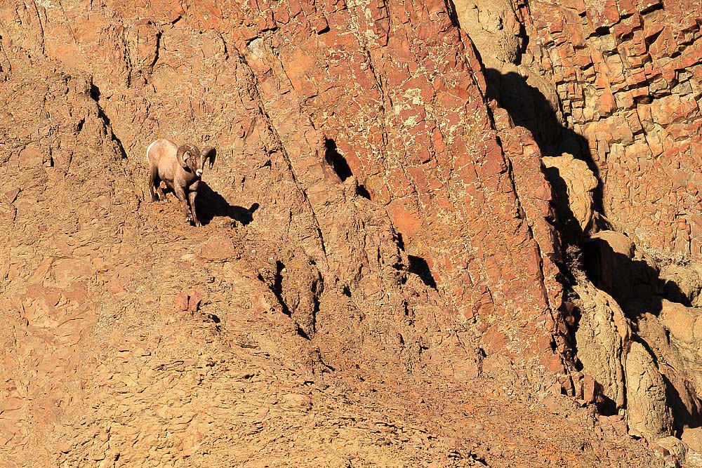 Battling Bighorns (part 2)