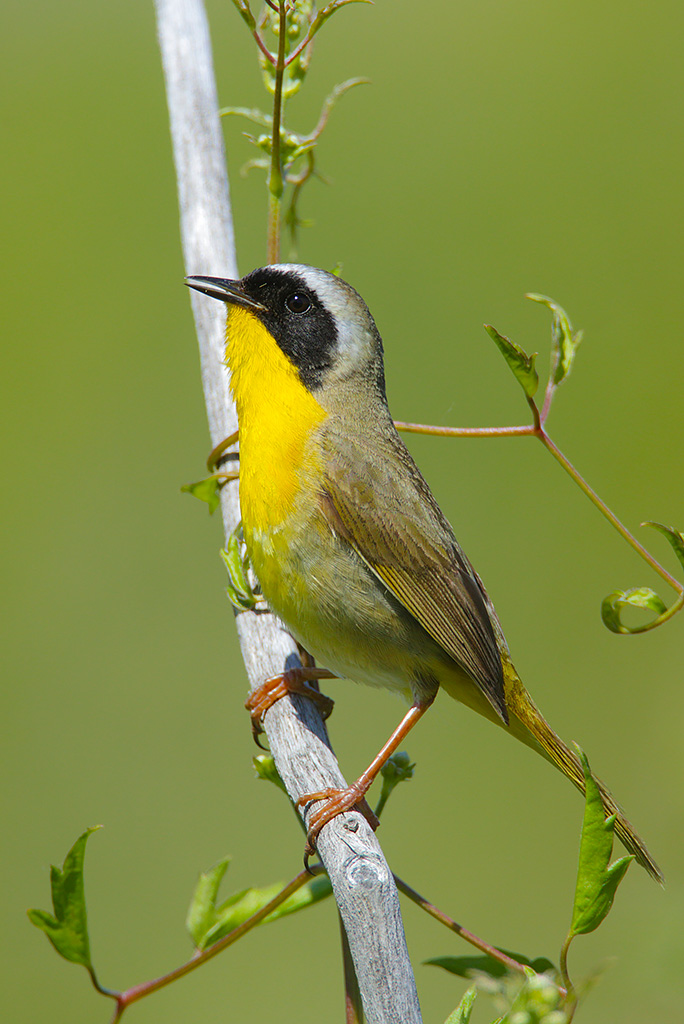 Yellowthroat