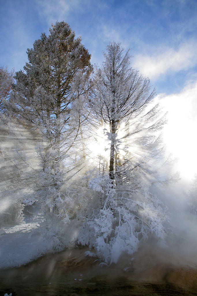 Ghost Trees and Steam