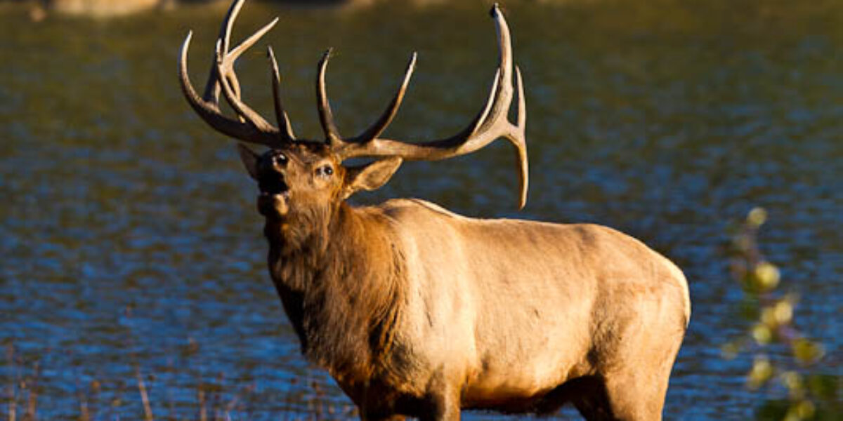 Jasper National Park (trip report)