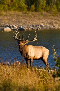 Jasper National Park (trip report)