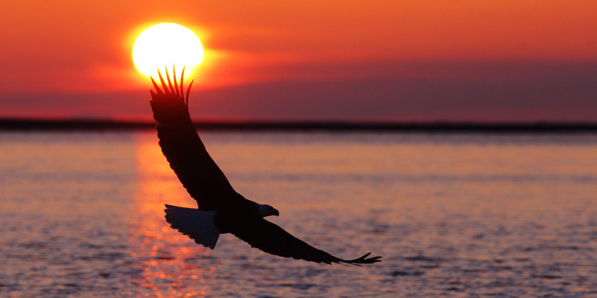 “Bald Eagles of Alaska”  Trip Report