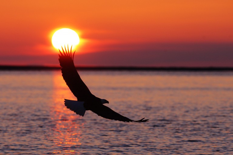 “Bald Eagles of Alaska”  Trip Report