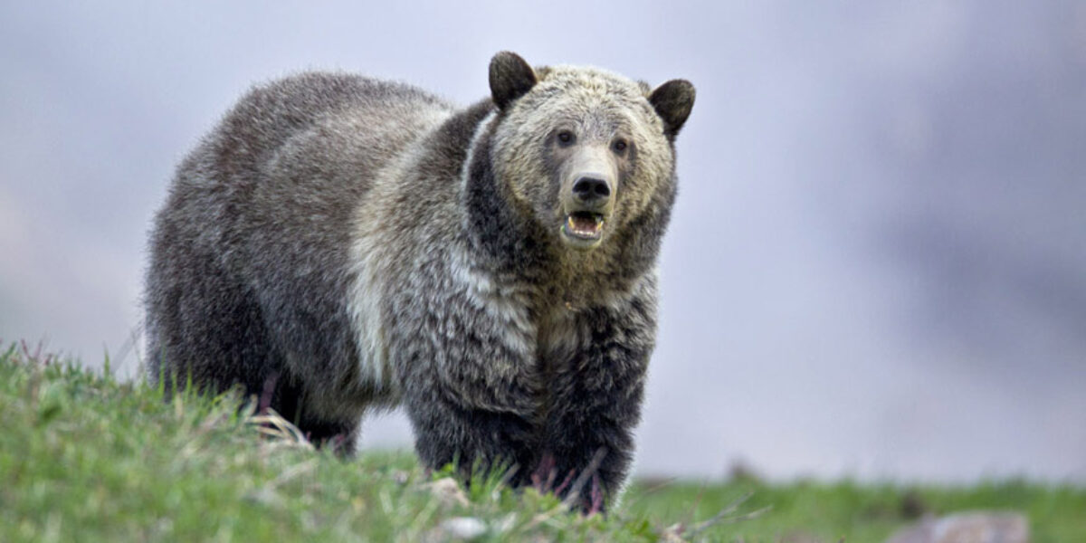 2017 Yellowstone Spring – “The Bears of Yellowstone” Photo Tour