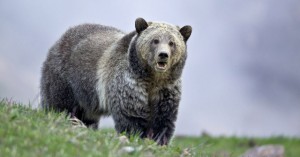 2017 Yellowstone Spring – “The Bears of Yellowstone” Photo Tour