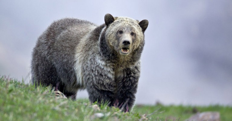 2017 Yellowstone Spring – “The Bears of Yellowstone” Photo Tour