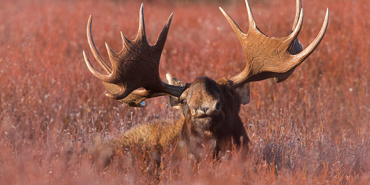 2017 “Yellowstone Autumn”  Photography Tour