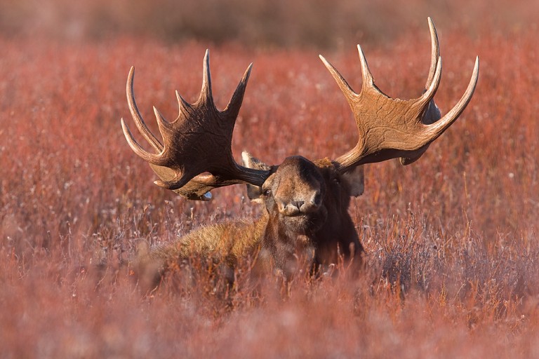 2017 “Yellowstone Autumn”  Photography Tour