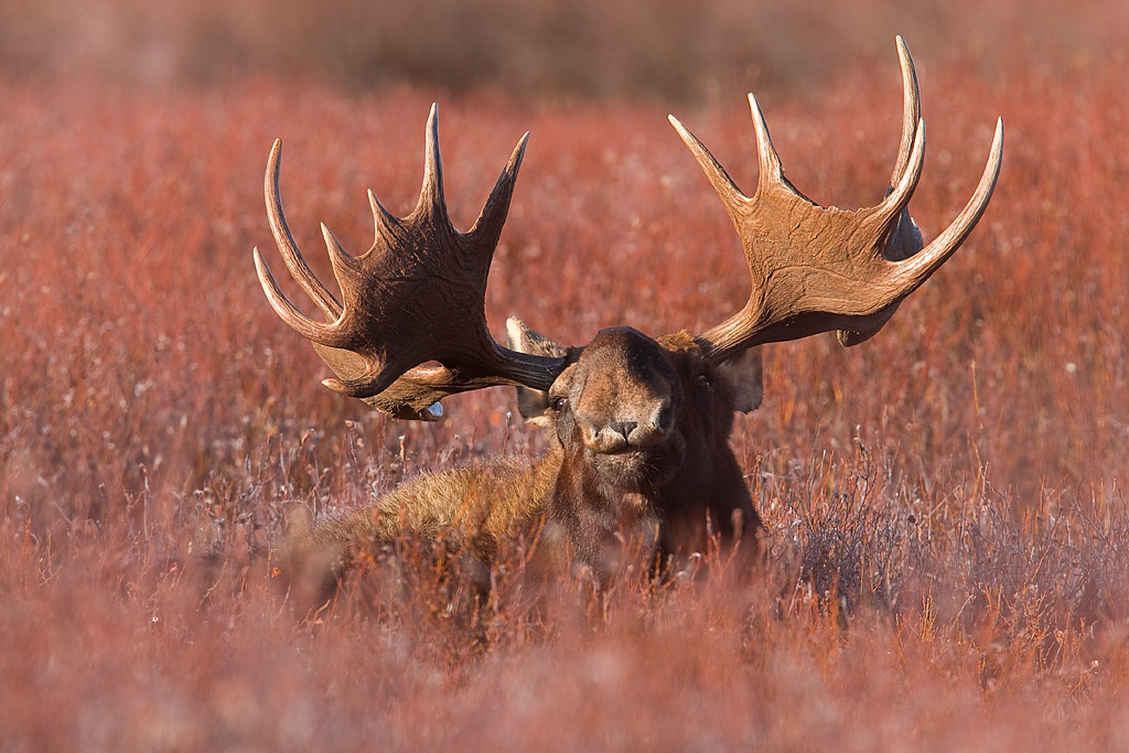 2017 “Yellowstone Autumn”  Photography Tour