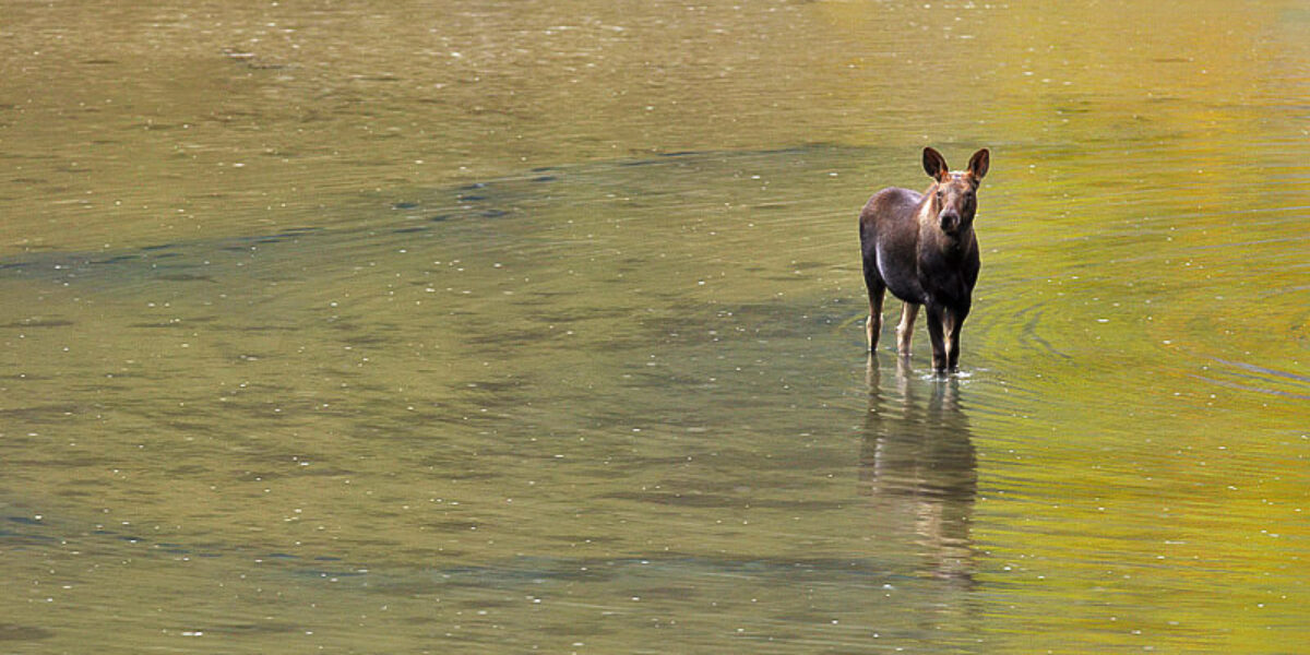 Wildlife Images from the Canadian Rockies