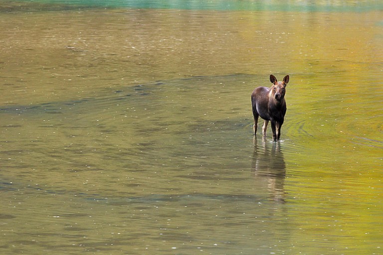Wildlife Images from the Canadian Rockies