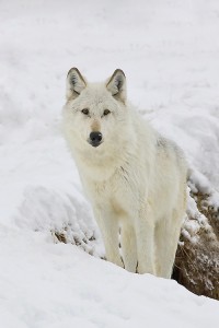 Getting Ready for Yellowstone
