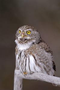 Northern Pygmy Owls, The Hunt Continues!