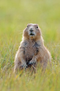 Harrassment at Devils Tower National Monument