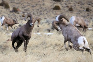 Battlling Bighorns Tour Video