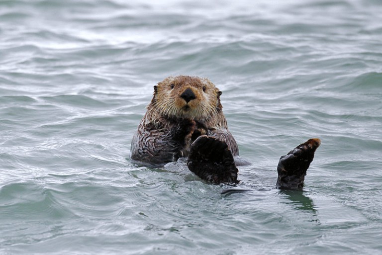 “Coastal Bears of Alaska” trip report #2