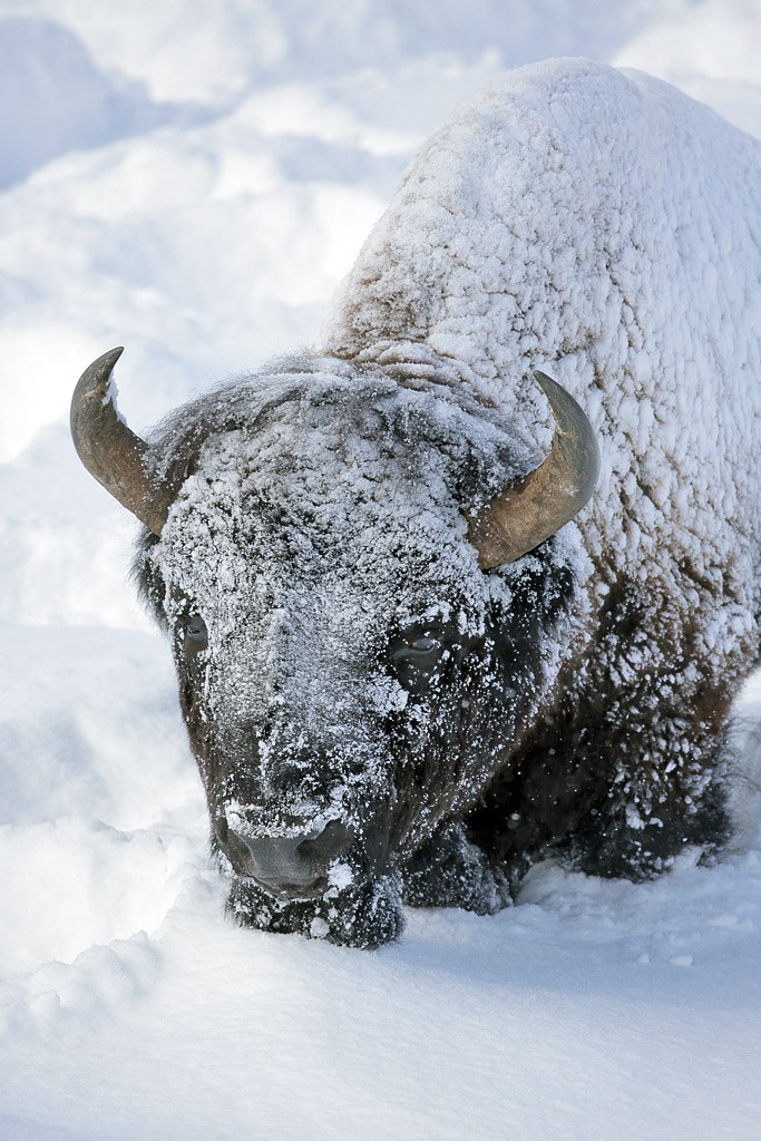snowbison1
