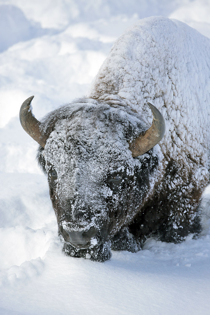 Snowy Bison