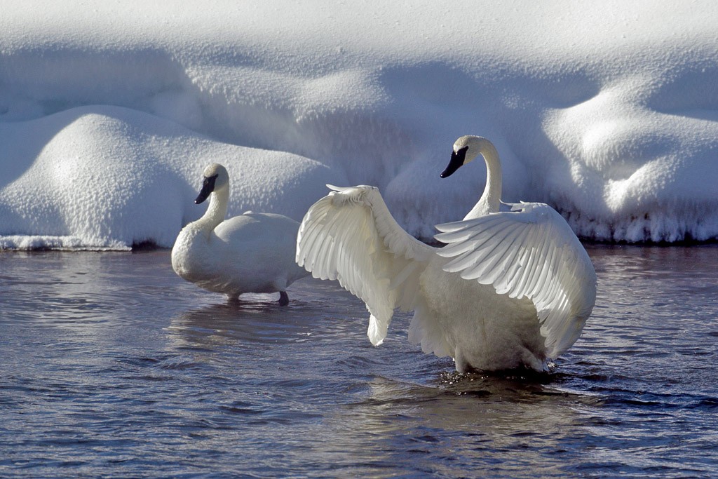 twans1