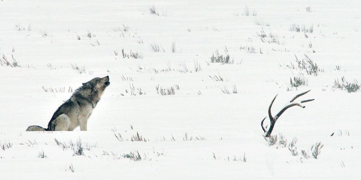 2025″Winter in Yellowstone” Photo Tours