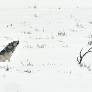 2026 Winter Yellowstone Photo Adventures
