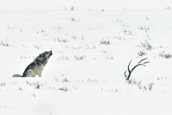 2026 Winter Yellowstone Photo Adventures