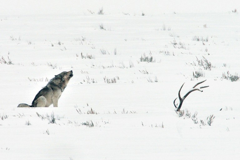 2025″Winter in Yellowstone” Photo Tours