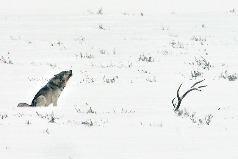 2025″Winter in Yellowstone” Photo Tours