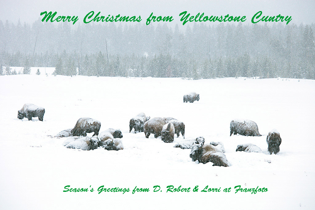 winterbisonherd