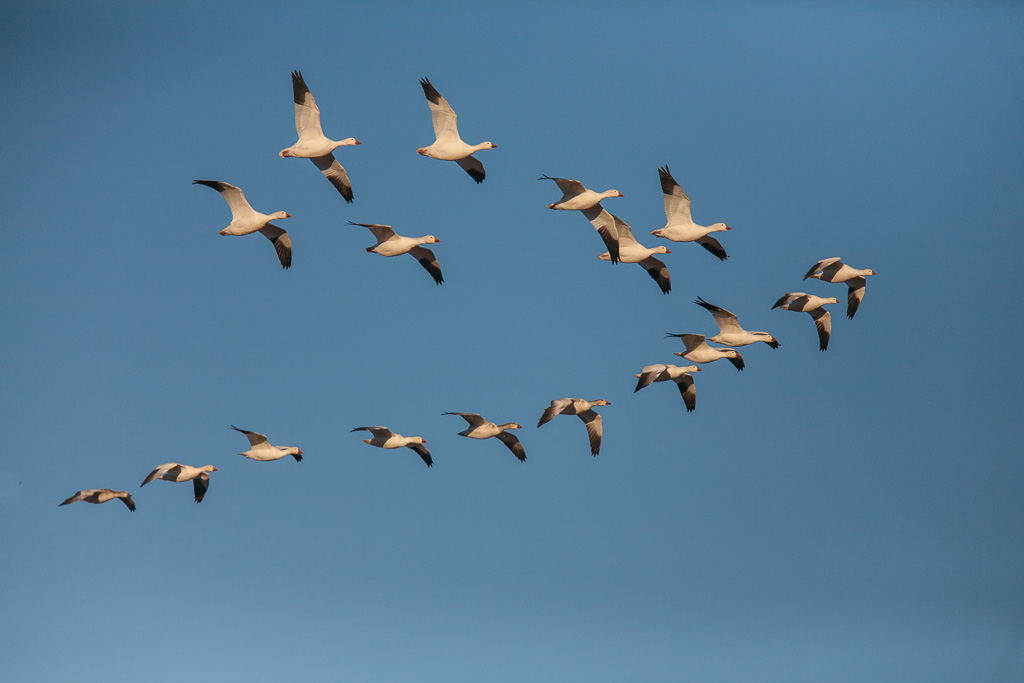 Snow geese (Chen hyperborea)